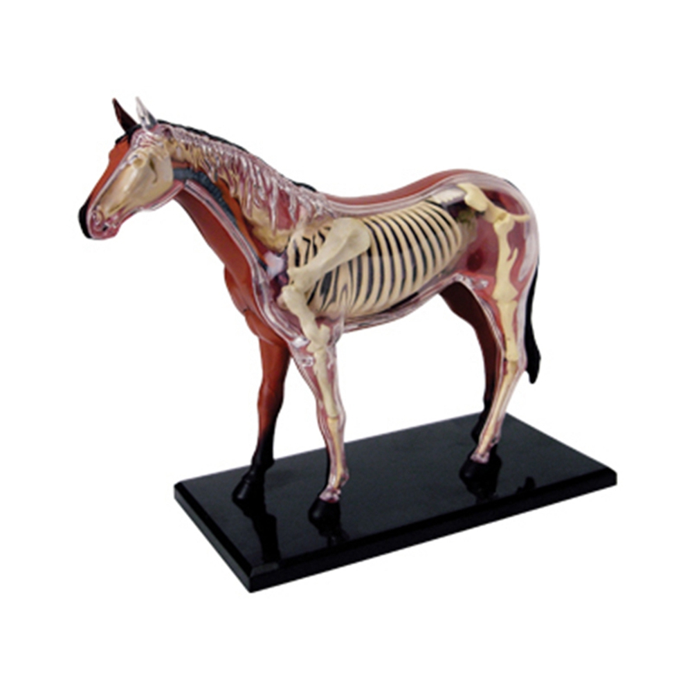 Science Toy - Jouet d'assemblage d'intelligence de cheval, modèle