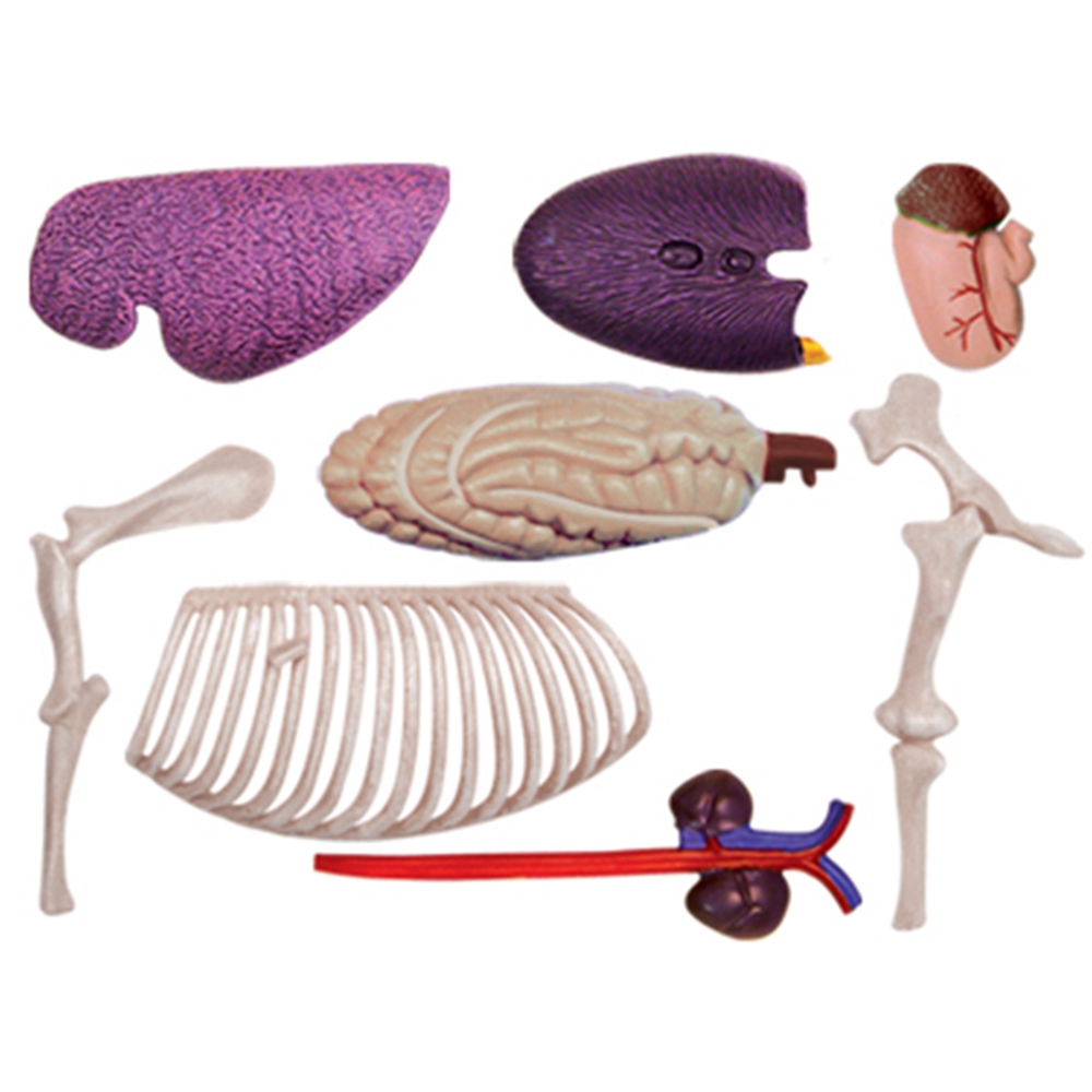 Jouet d'assemblage d'intellige - Science Toy avis et prix